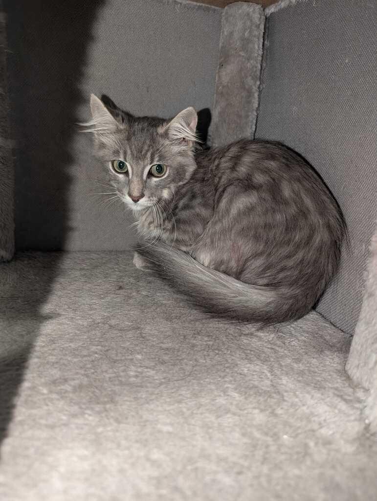 Enlarge SPERRIE, a Adoptable mixed breed in Athens, AL image 4/6