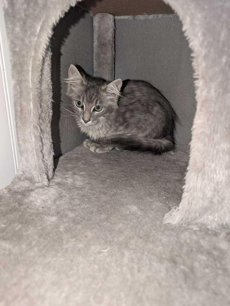 Enlarge SPERRIE, a Adoptable mixed breed in Athens, AL image 5/6