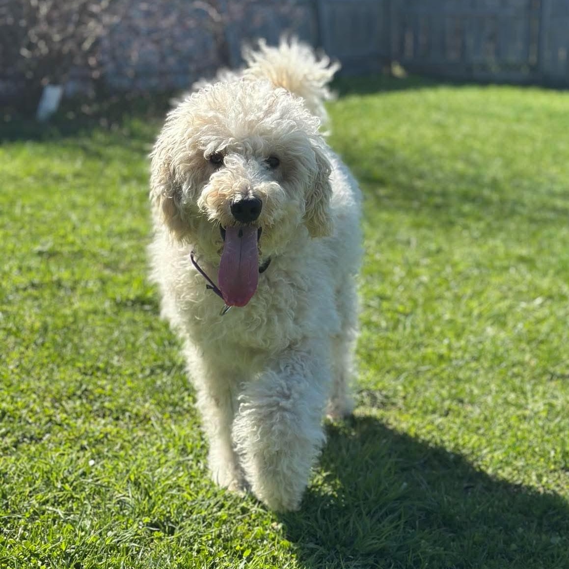 Enlarge Lil Princess, an adopted mixed breed in Springfield, VT image 3/3