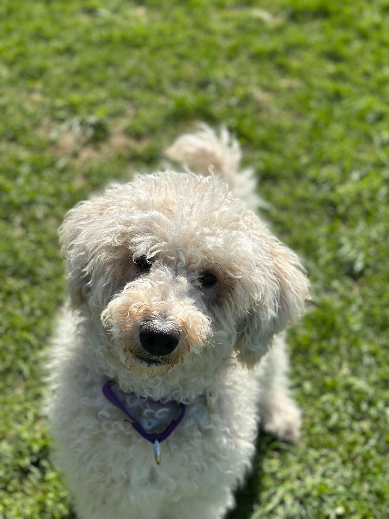 Enlarge Lil Princess, an adopted mixed breed in Springfield, VT image 2/3