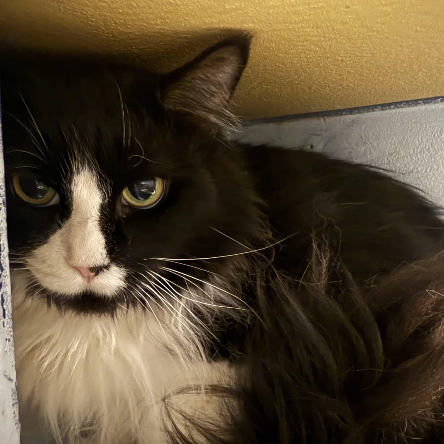 Jules, Adoptable, Adult Female Domestic Long Hair & Maine Coon.