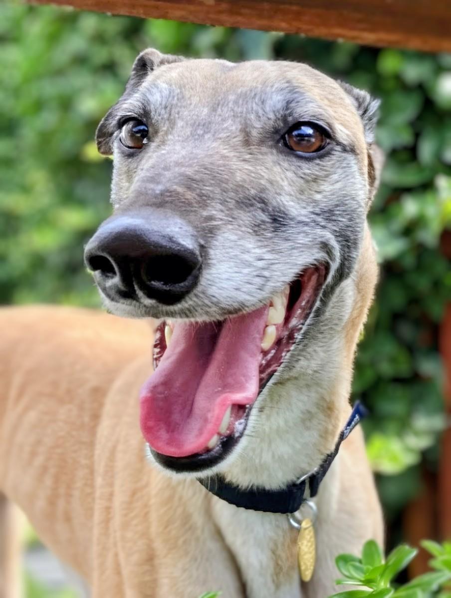 Enlarge Copper, a Adoptable Greyhound in Seattle, WA image 1/4