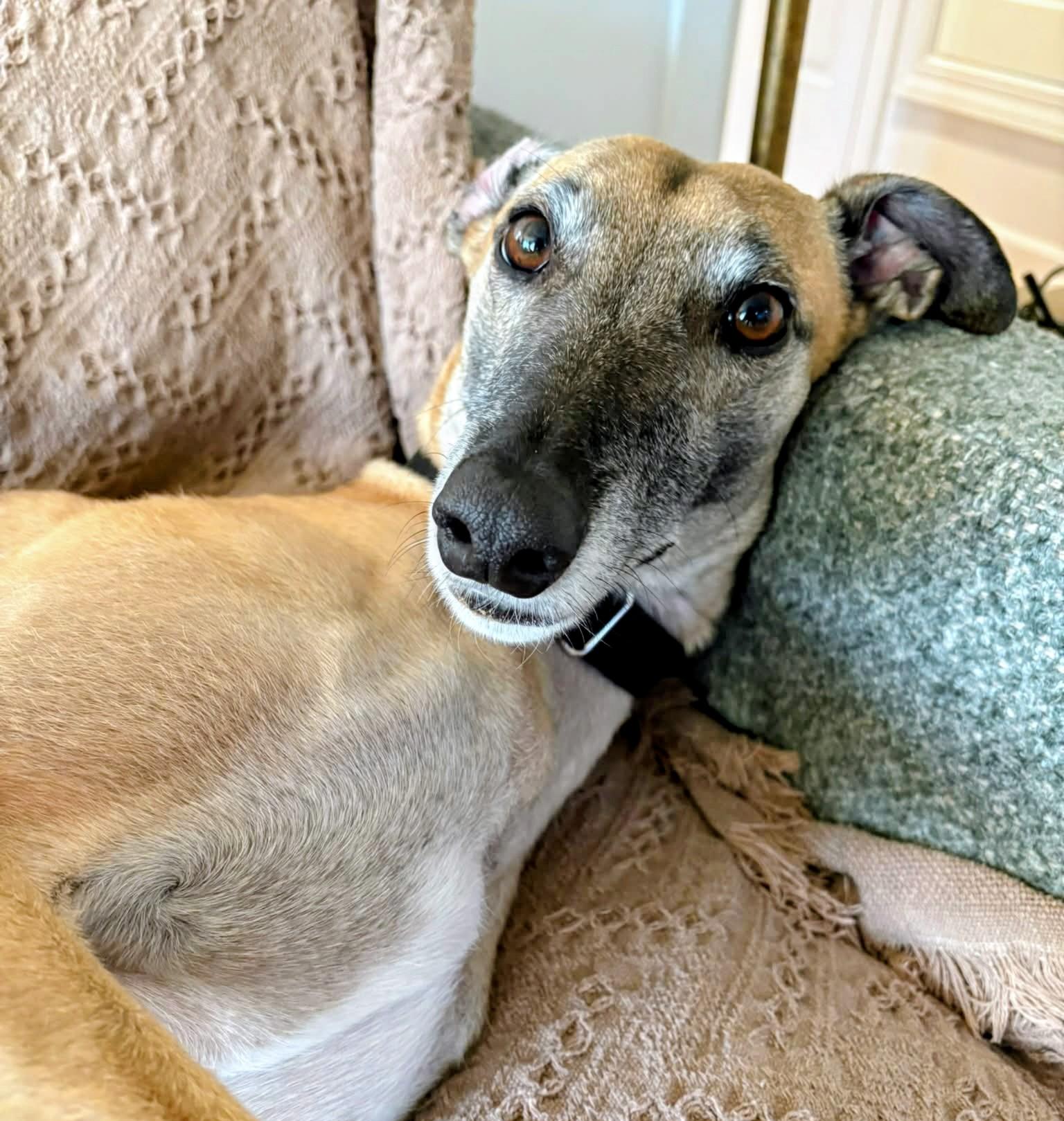 Enlarge Copper, a Adoptable Greyhound in Seattle, WA image 3/4