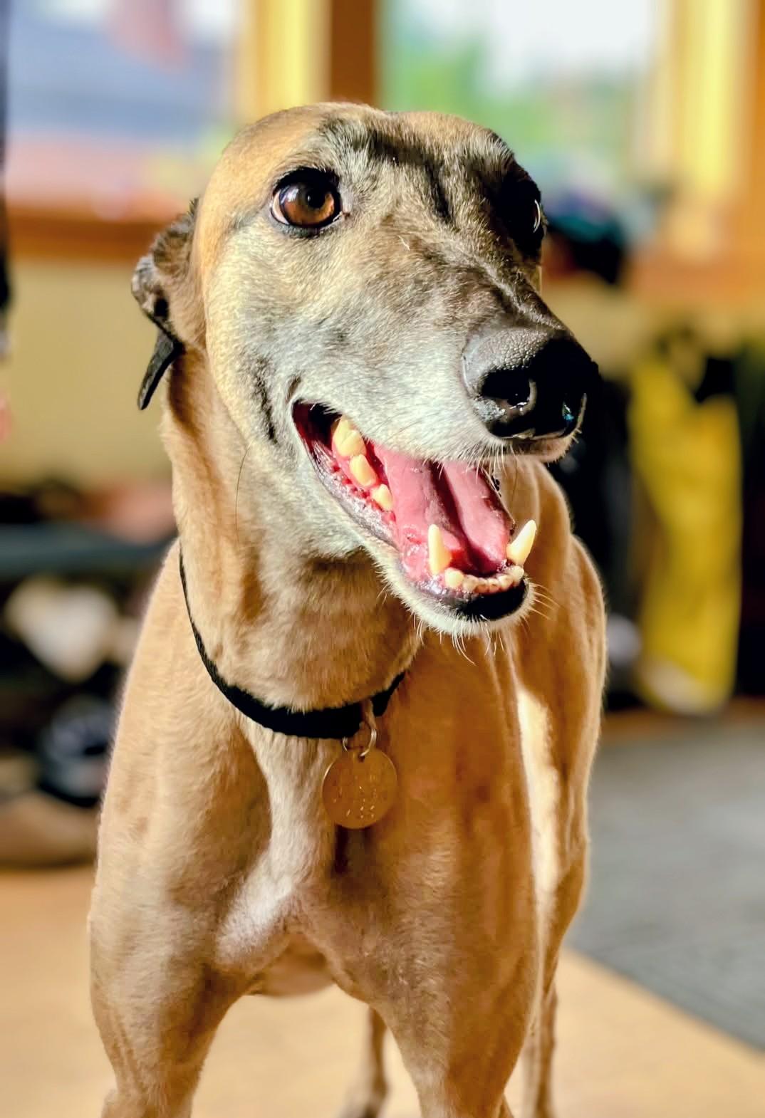 Enlarge Copper, a Adoptable Greyhound in Seattle, WA image 4/4