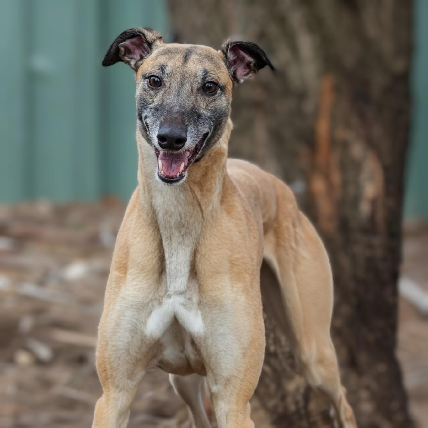 Enlarge Copper, a Adoptable Greyhound in Seattle, WA image 2/4