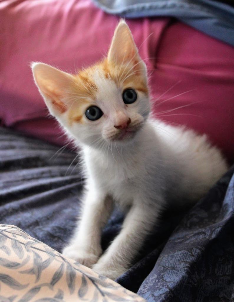 Cat for adoption - Leo, a Domestic Short Hair Mix in Comox, BC | Petfinder