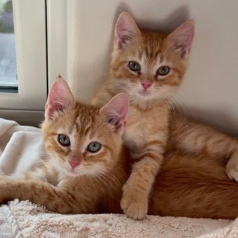 Enlarge Mac Miller, a ADOPTABLE Domestic Short Hair in Denver, CO image 2/5