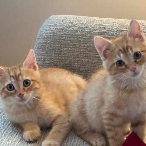 Enlarge Mac Miller, a ADOPTABLE Domestic Short Hair in Denver, CO image 3/5