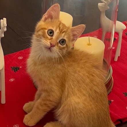 Enlarge Mac Miller, a ADOPTABLE Domestic Short Hair in Denver, CO image 4/5