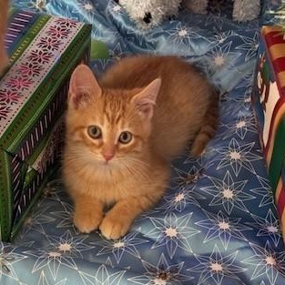 Enlarge Mac Miller, a ADOPTABLE Domestic Short Hair in Denver, CO image 5/5