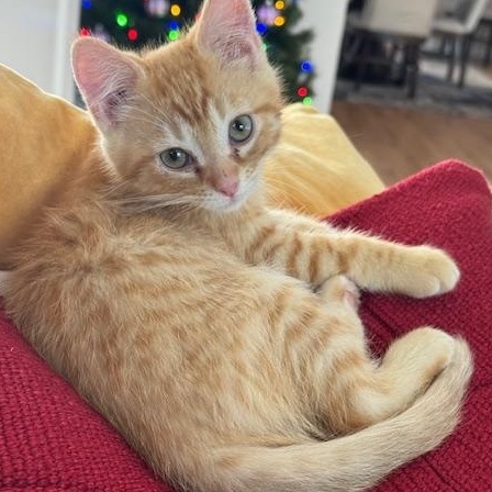 Mac Miller, ADOPTABLE, Kitten Male Domestic Short Hair.