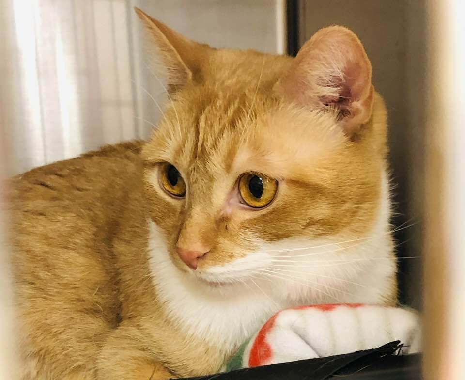 Mango ET, an adoptable Domestic Short Hair in Greenville, SC, 29601 | Photo Image 1