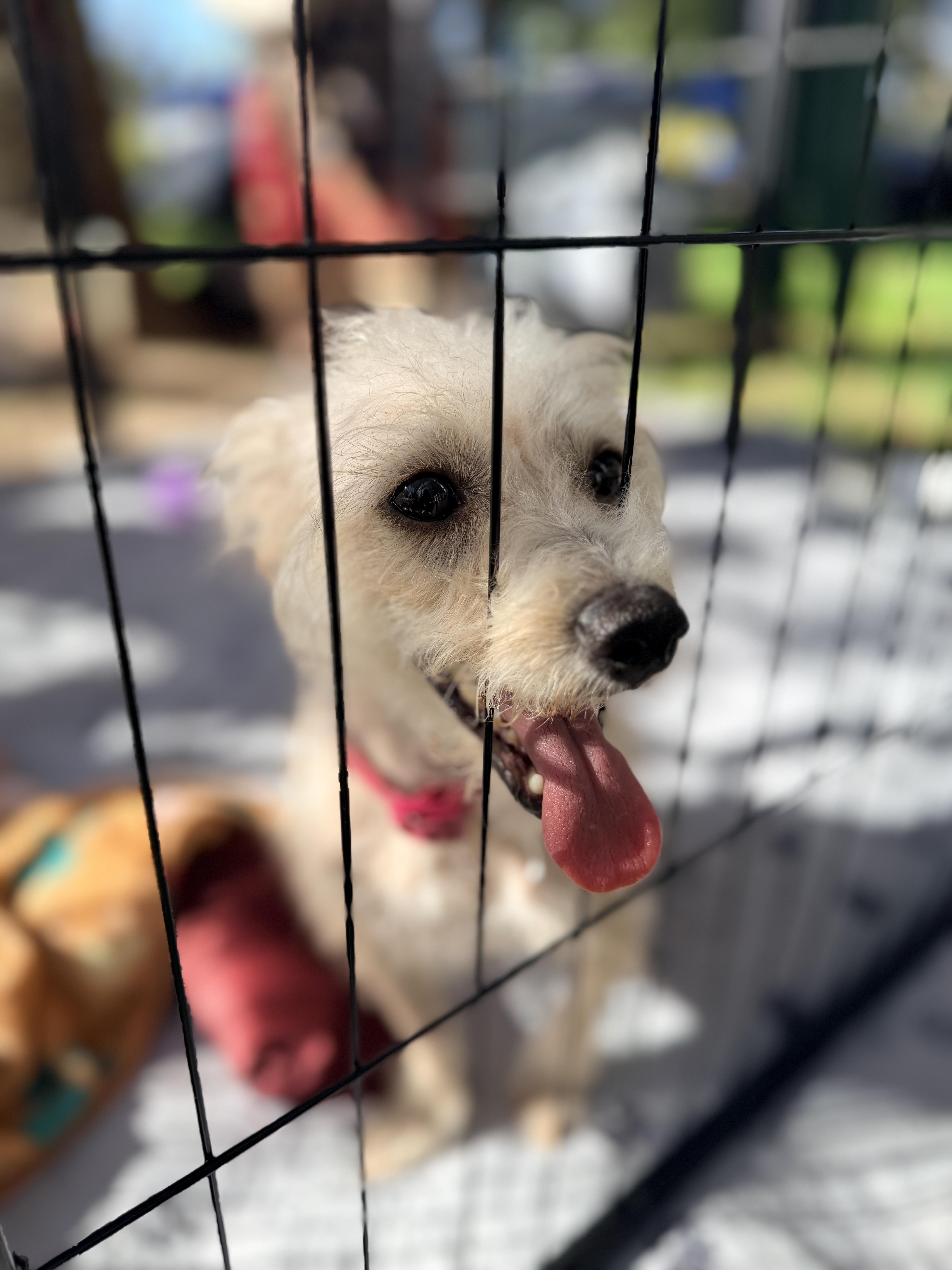 Enlarge Madeline, a Adopted mixed breed in Penryn, CA image 3/4