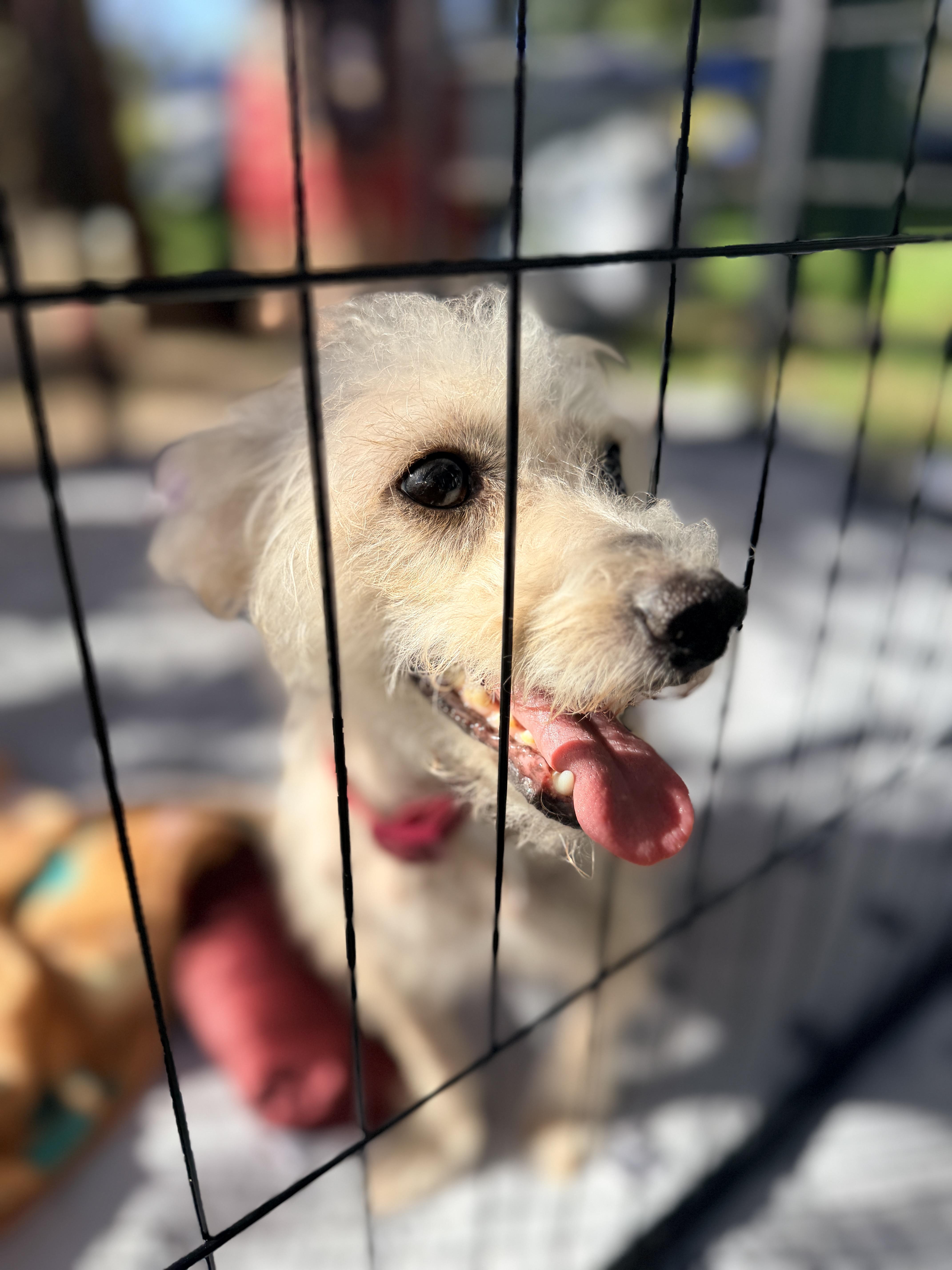 Enlarge Madeline, a Adopted mixed breed in Penryn, CA image 4/4