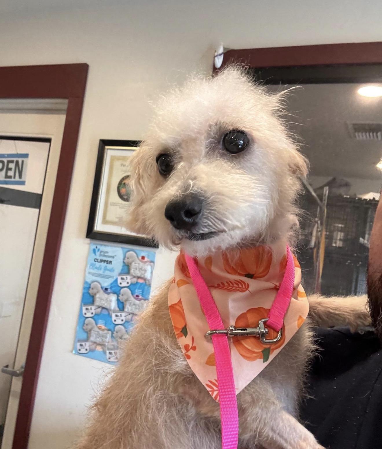 Madeline, Adopted, Adult Female Miniature Poodle.