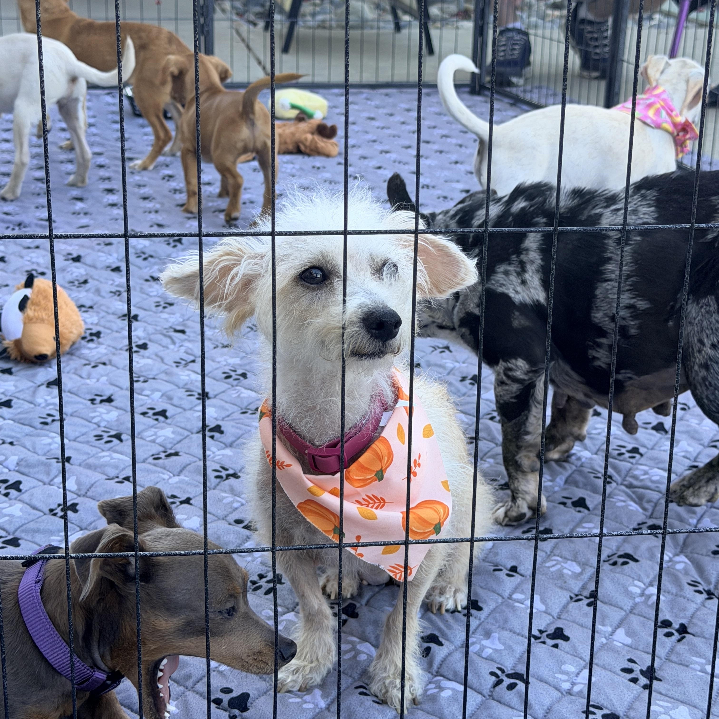 Enlarge Madeline, a Adopted mixed breed in Penryn, CA image 2/4