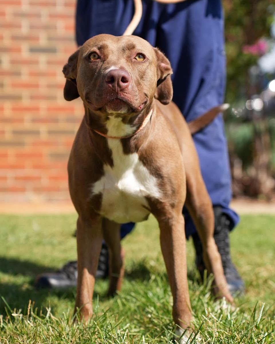 Sky, Adoptable, Adult Female Pit Bull Terrier.