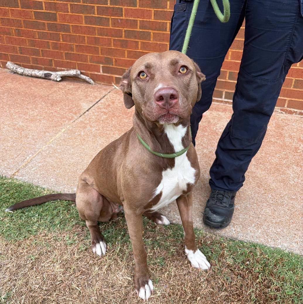 Enlarge Sky, a Adoptable Pit Bull Terrier in Stillwater, OK image 1/1