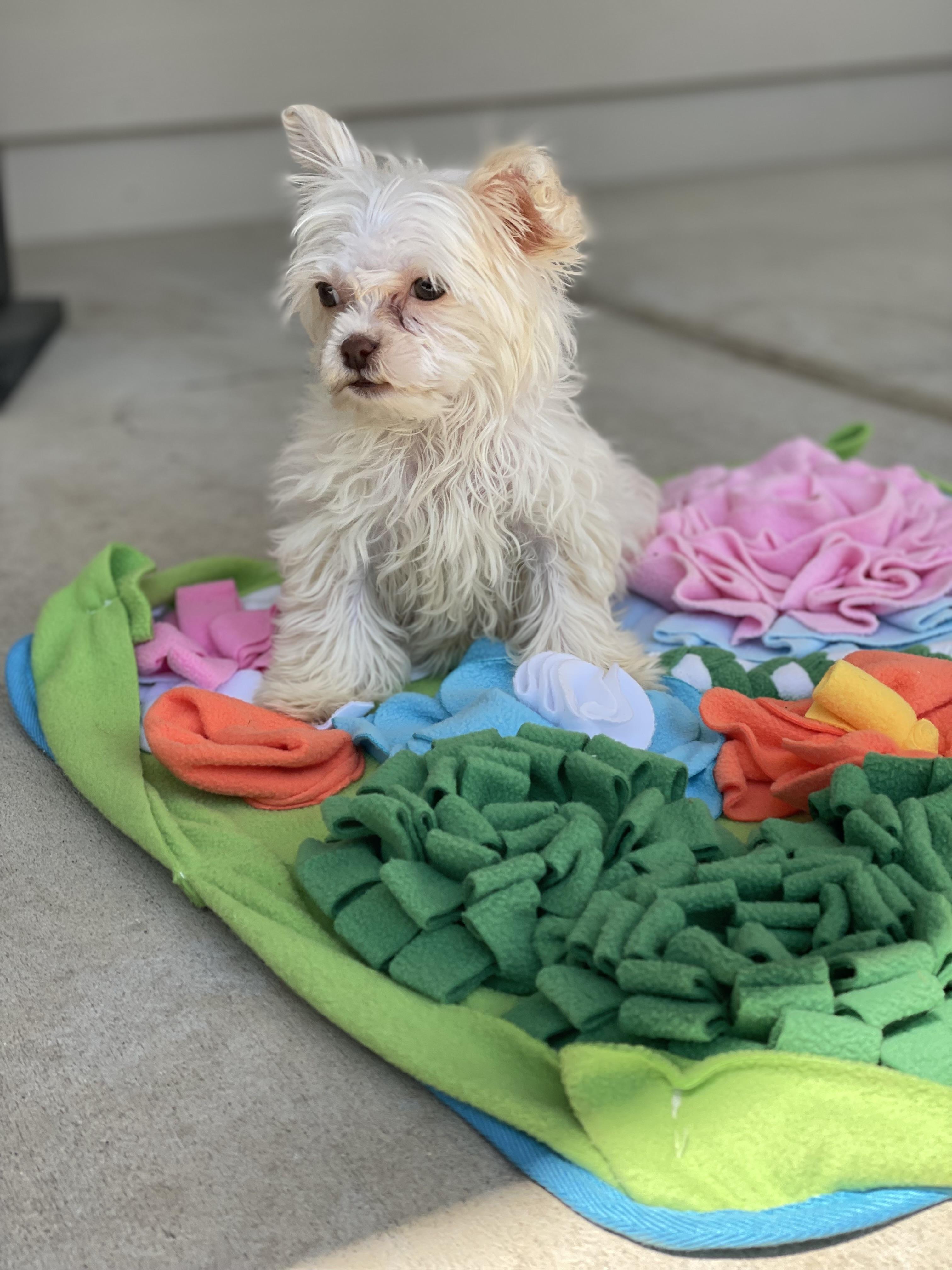 Enlarge Snowball. ADOPTED, a ADOPTABLE mixed breed in Union Grove, WI image 2/3