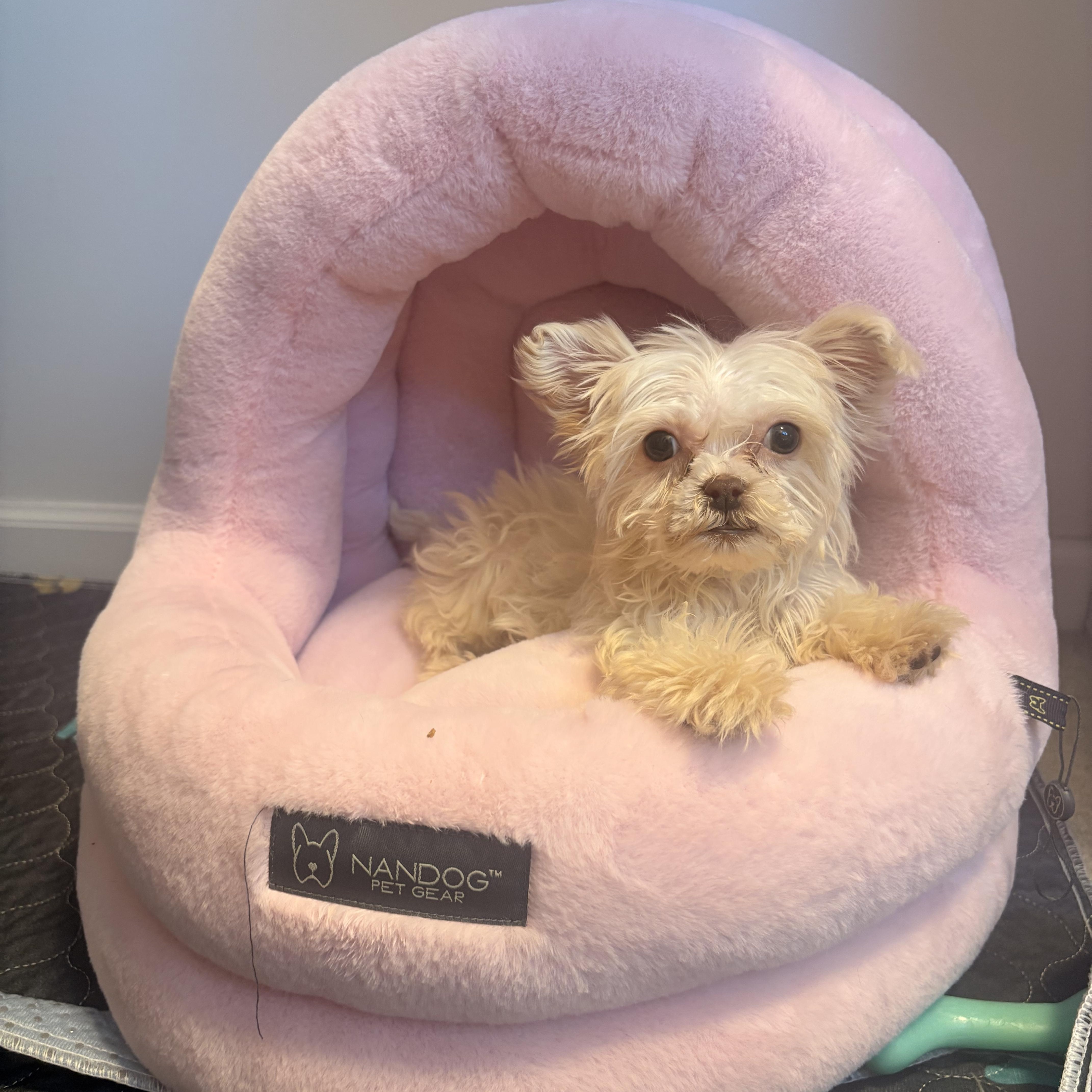 Enlarge Snowball. ADOPTED, a ADOPTABLE mixed breed in Union Grove, WI image 1/3