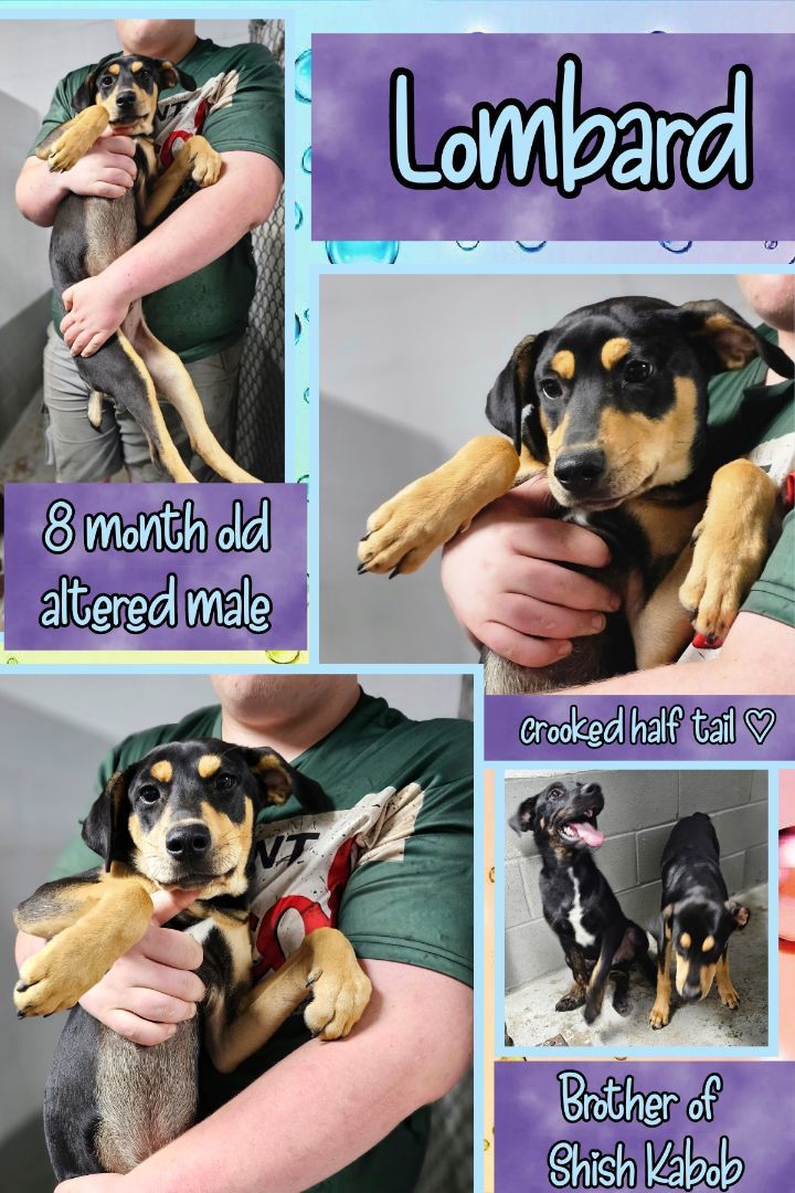 Enlarge Lombard, a Adoptable mixed breed in Kermit, TX image 1/1