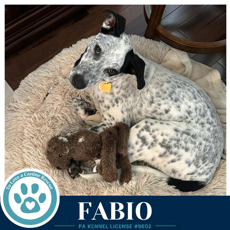 Enlarge Fabio (Speckled Six) 091226, a Adoptable mixed breed in Kimberton, PA image 1/4
