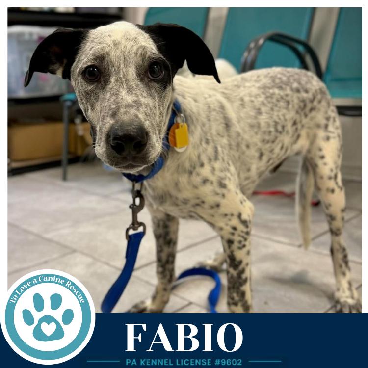 Enlarge Fabio (Speckled Six) 091226, a Adoptable mixed breed in Kimberton, PA image 2/4