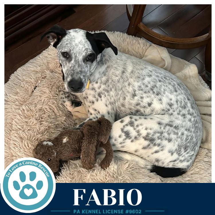 Enlarge Fabio (Speckled Six) 091226, a Adoptable mixed breed in Kimberton, PA image 3/4