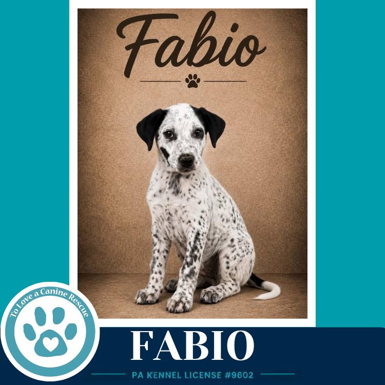Enlarge Fabio (Speckled Six) 091226, a Adoptable mixed breed in Kimberton, PA image 4/4