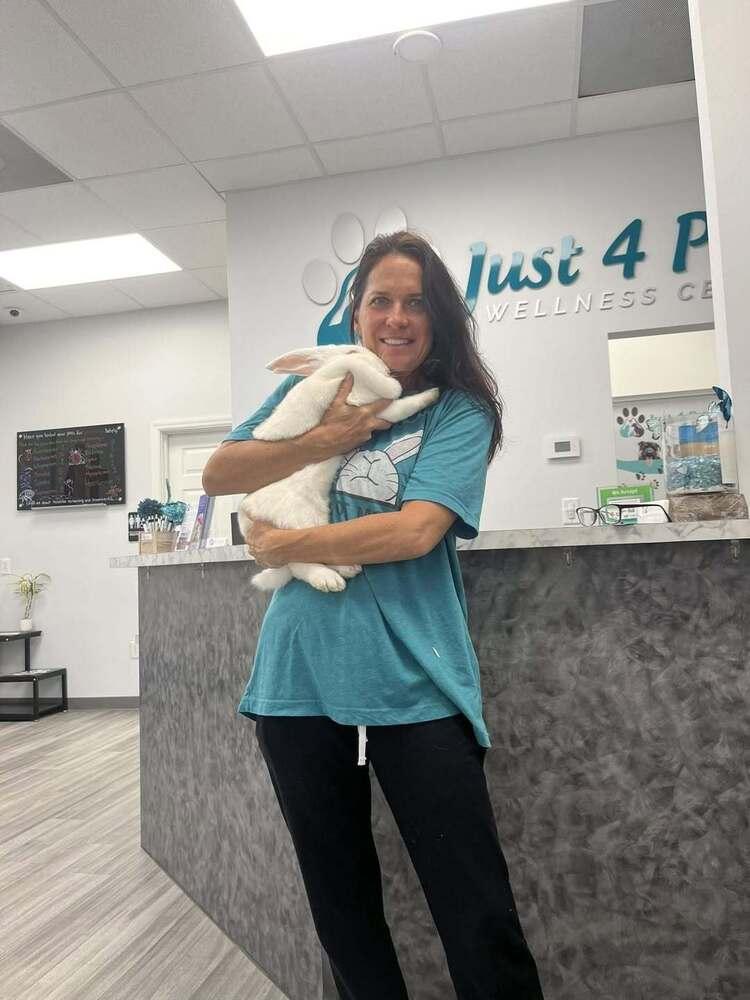 Enlarge Maggie, a Adoptable New Zealand in Naples, FL image 1/4