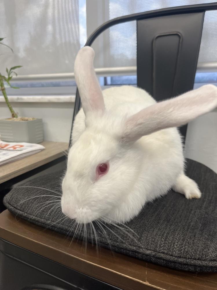 Enlarge Maggie, a Adoptable New Zealand in Naples, FL image 2/4