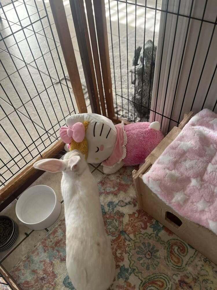 Enlarge Maggie, a Adoptable New Zealand in Naples, FL image 3/4