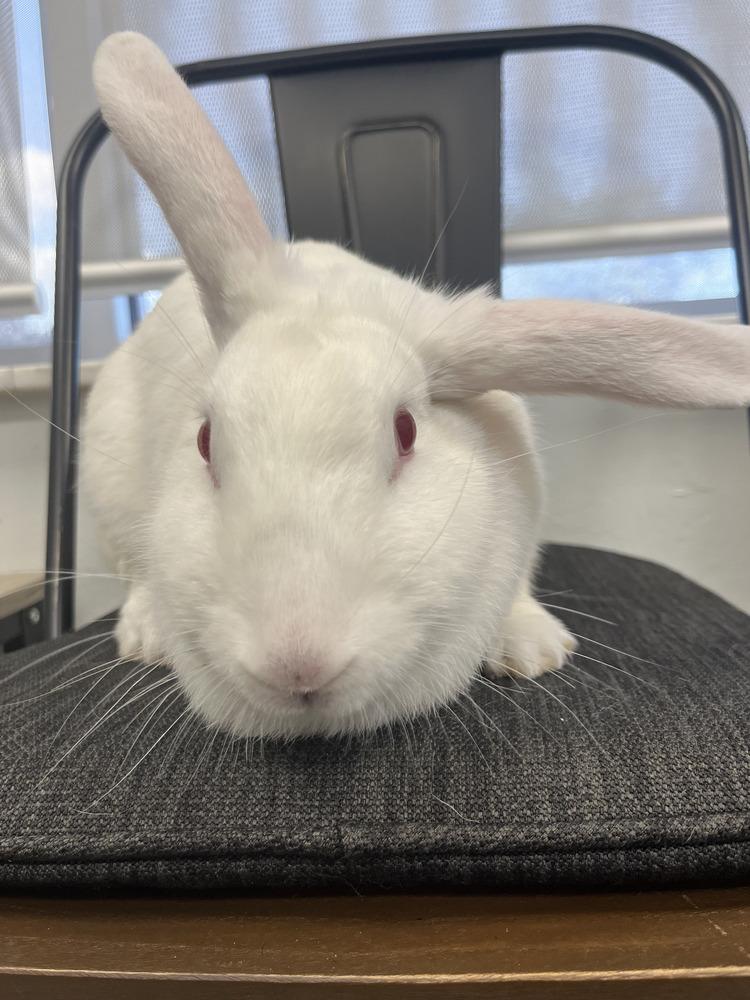 Enlarge Maggie, a Adoptable New Zealand in Naples, FL image 4/4