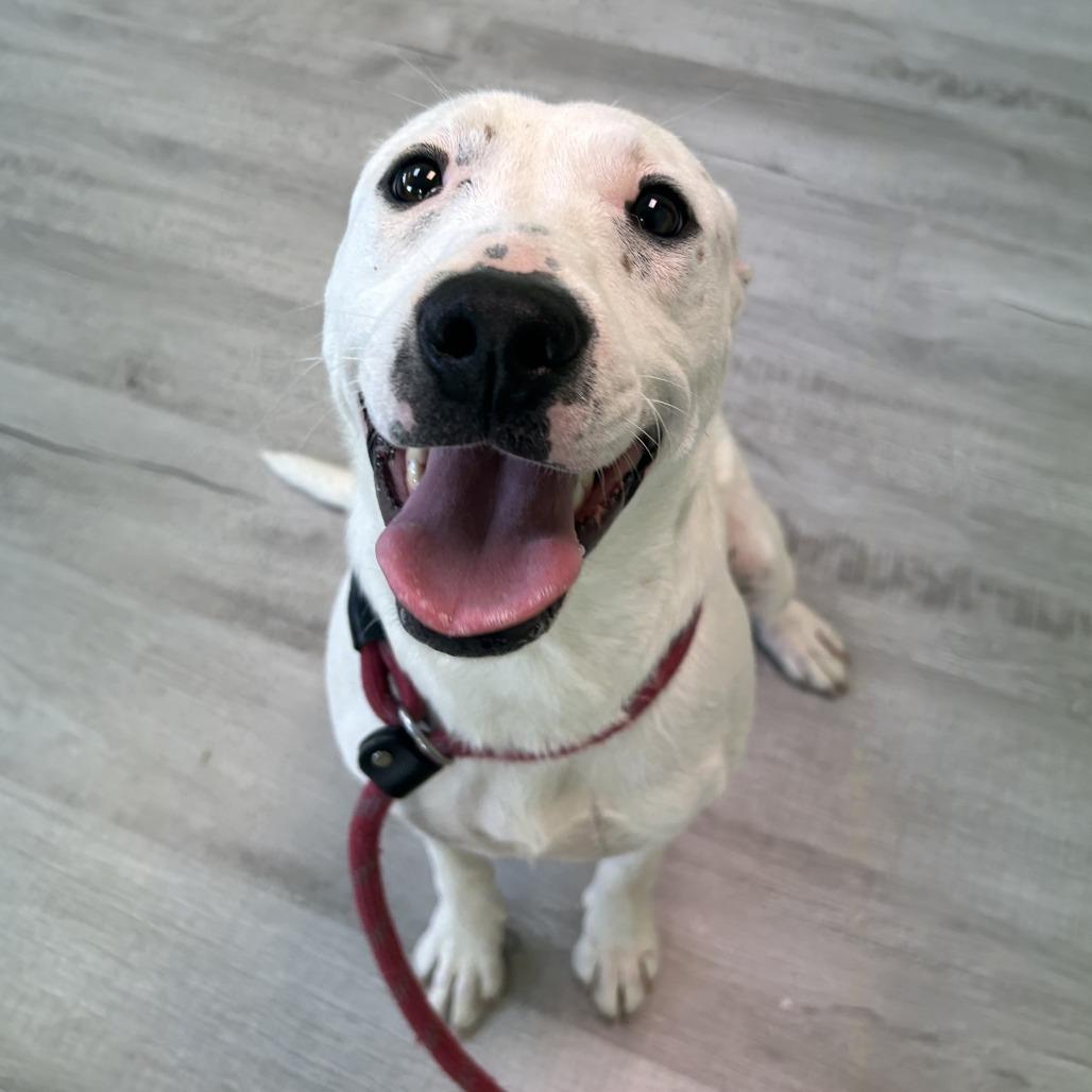 Enlarge Lulu, a Adoptable Mixed Breed in Emporia, KS image 1/6