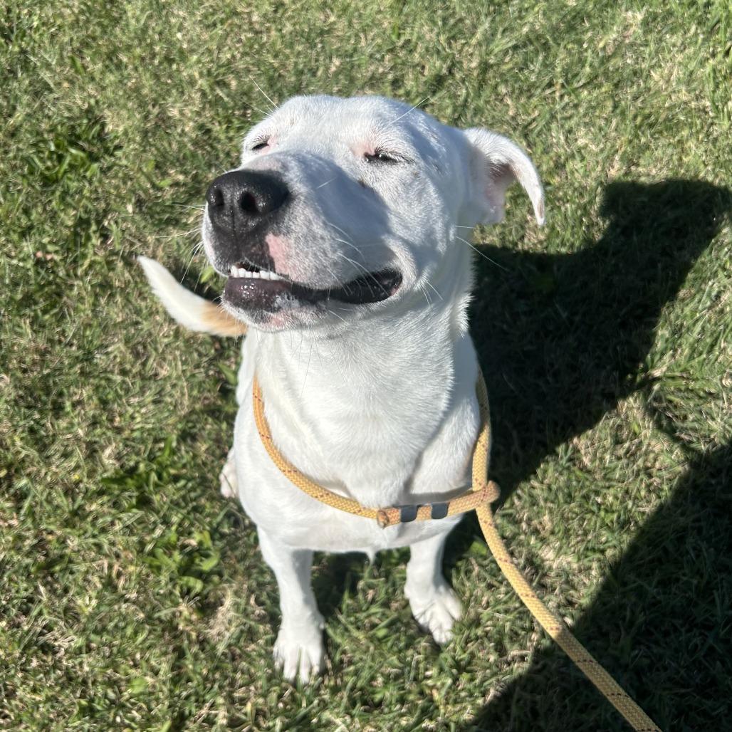 Enlarge Lulu, a Adoptable Mixed Breed in Emporia, KS image 3/6