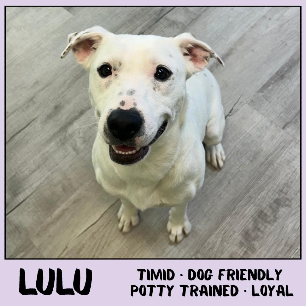 Enlarge Lulu, a Adoptable Mixed Breed in Emporia, KS image 5/6