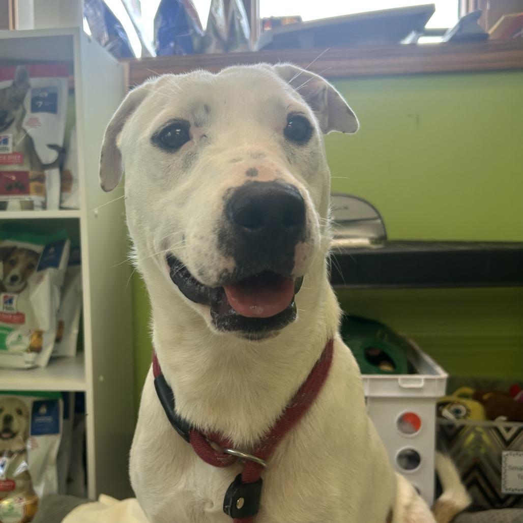 Enlarge Lulu, a Adoptable Mixed Breed in Emporia, KS image 6/6