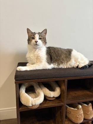 Knuckle, a Adoptable Domestic Short Hair in New Castle, DE image 1/3
