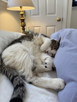 Knuckle, a Adoptable Domestic Short Hair in New Castle, DE image 2/3