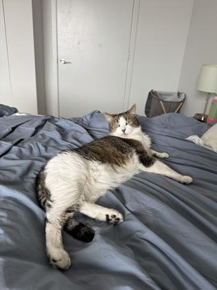 Knuckle, a Adoptable Domestic Short Hair in New Castle, DE image 3/3