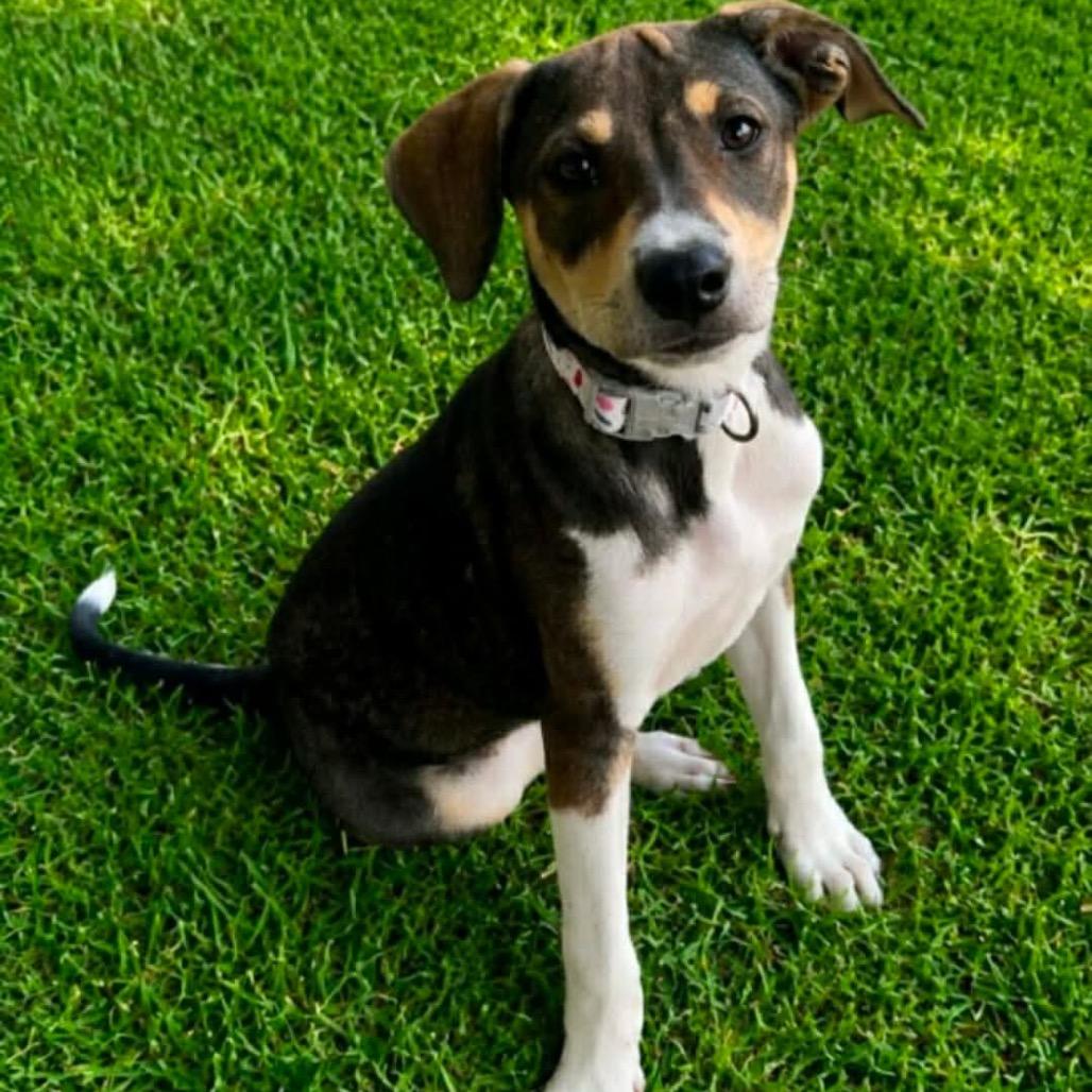 Darby Kelly, Adoptable, Puppy Female Catahoula Leopard Dog & Mixed Breed.