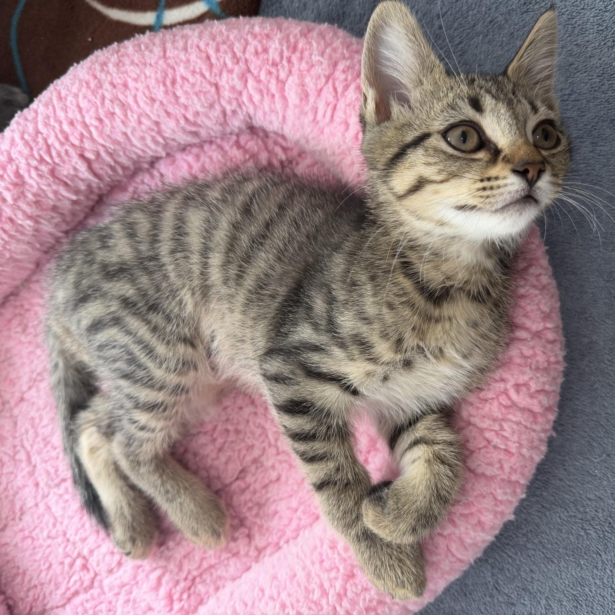 Ada, an adoptable Domestic Short Hair in Seymour, TN image 2/6