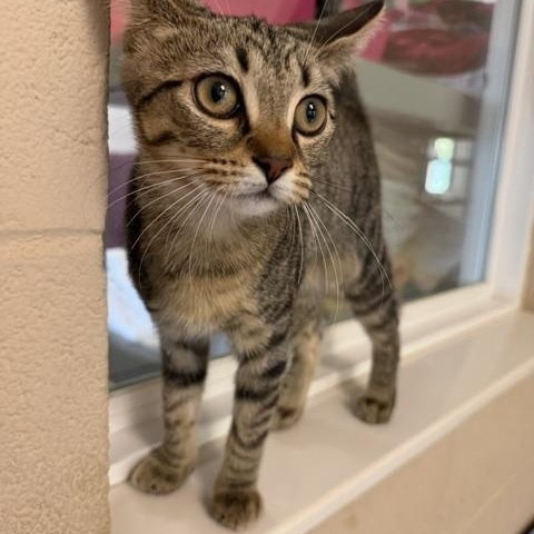 Ada, an adoptable Domestic Short Hair in Seymour, TN image 1/5