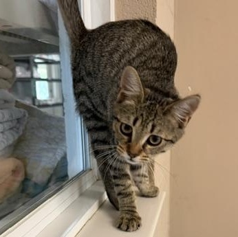 Ada, an adoptable Domestic Short Hair in Seymour, TN image 2/5