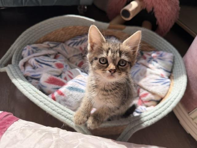Ada, a Adoptable Domestic Short Hair in Seymour, TN image 5/5