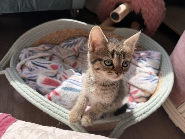 Ada, a Adoptable Domestic Short Hair in Seymour, TN image 1/5