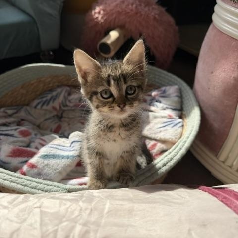 Ada, a Adoptable Domestic Short Hair in Seymour, TN image 2/5