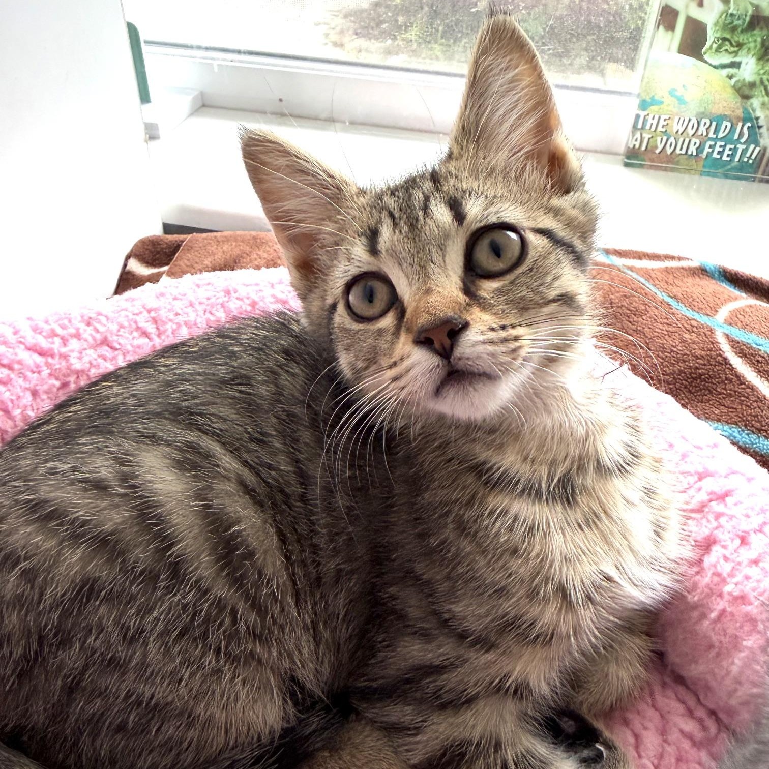 Ada, adoptable, Kitten Female Domestic Short Hair.