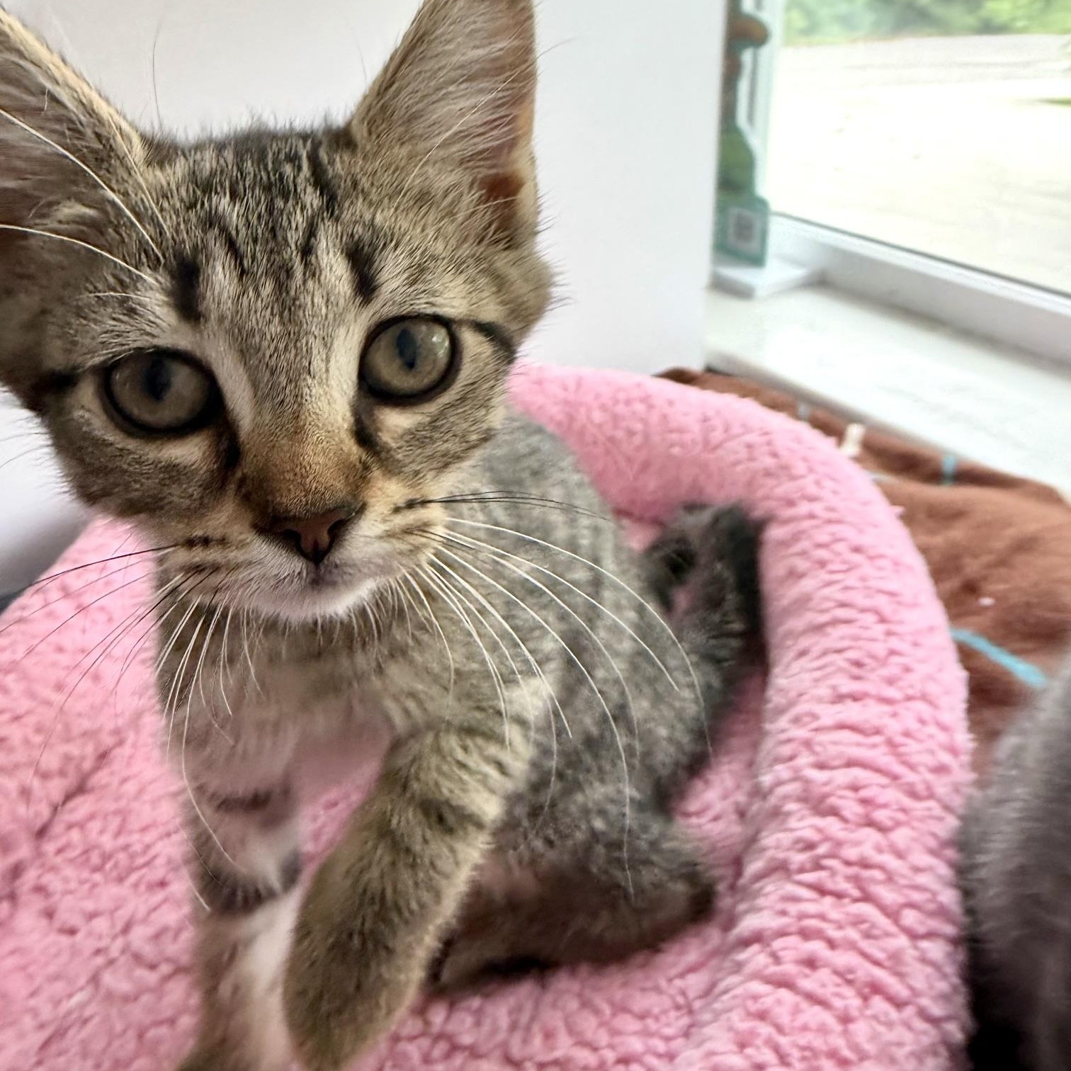 Ada, an adoptable Domestic Short Hair in Seymour, TN image 3/6