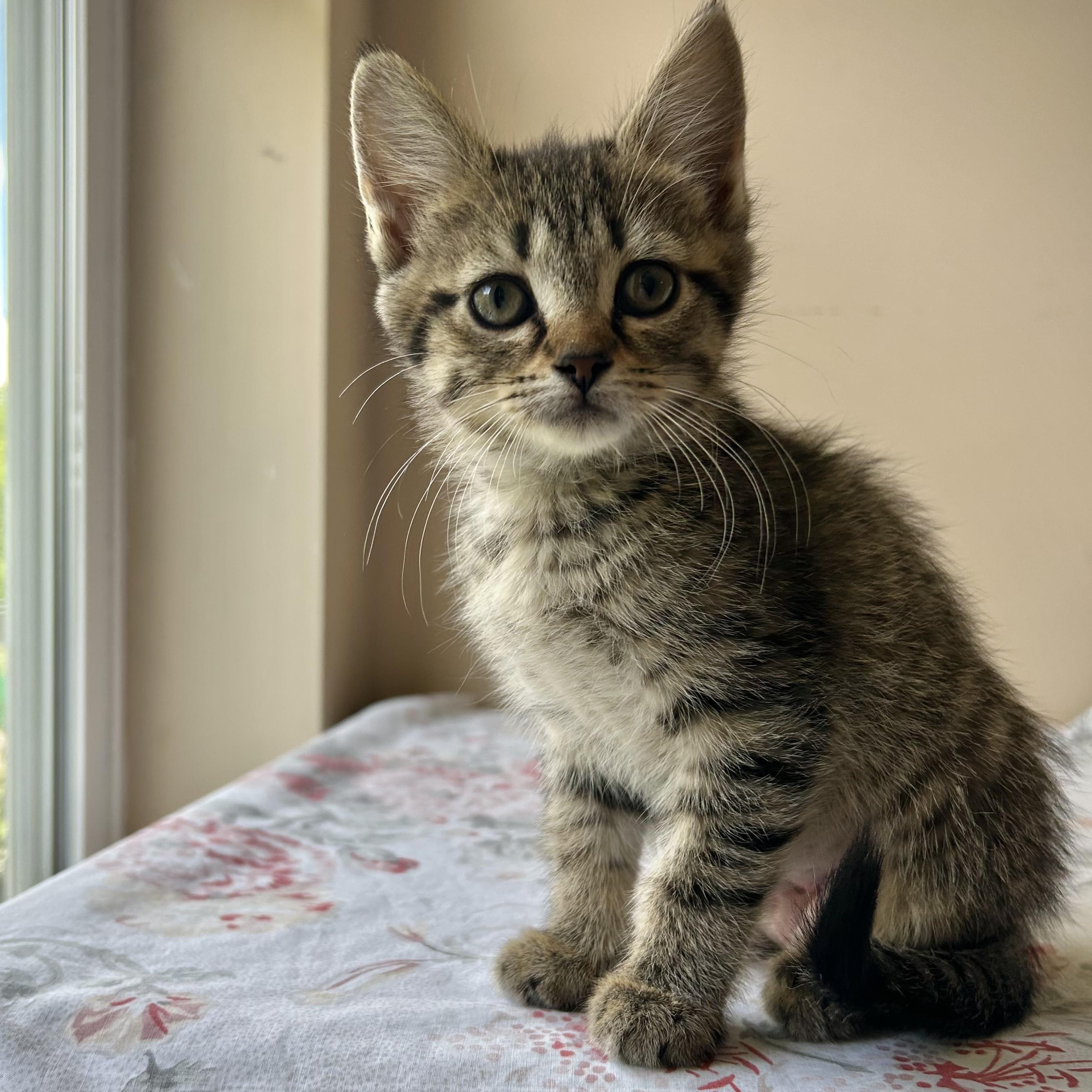 Ada, a Adoptable Domestic Short Hair in Seymour, TN image 3/5
